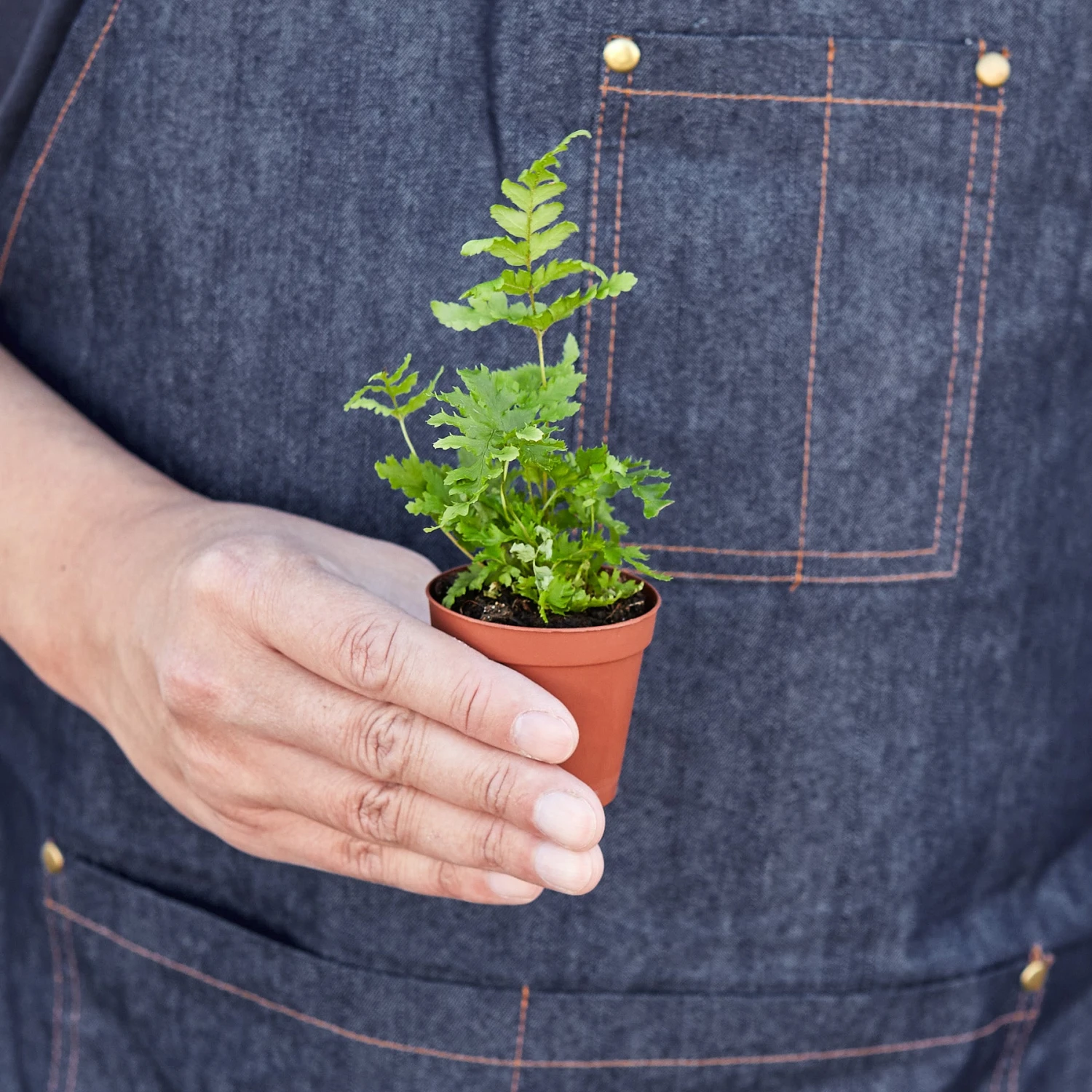 Autumn Fern 2 Autumn Fern - Image 2