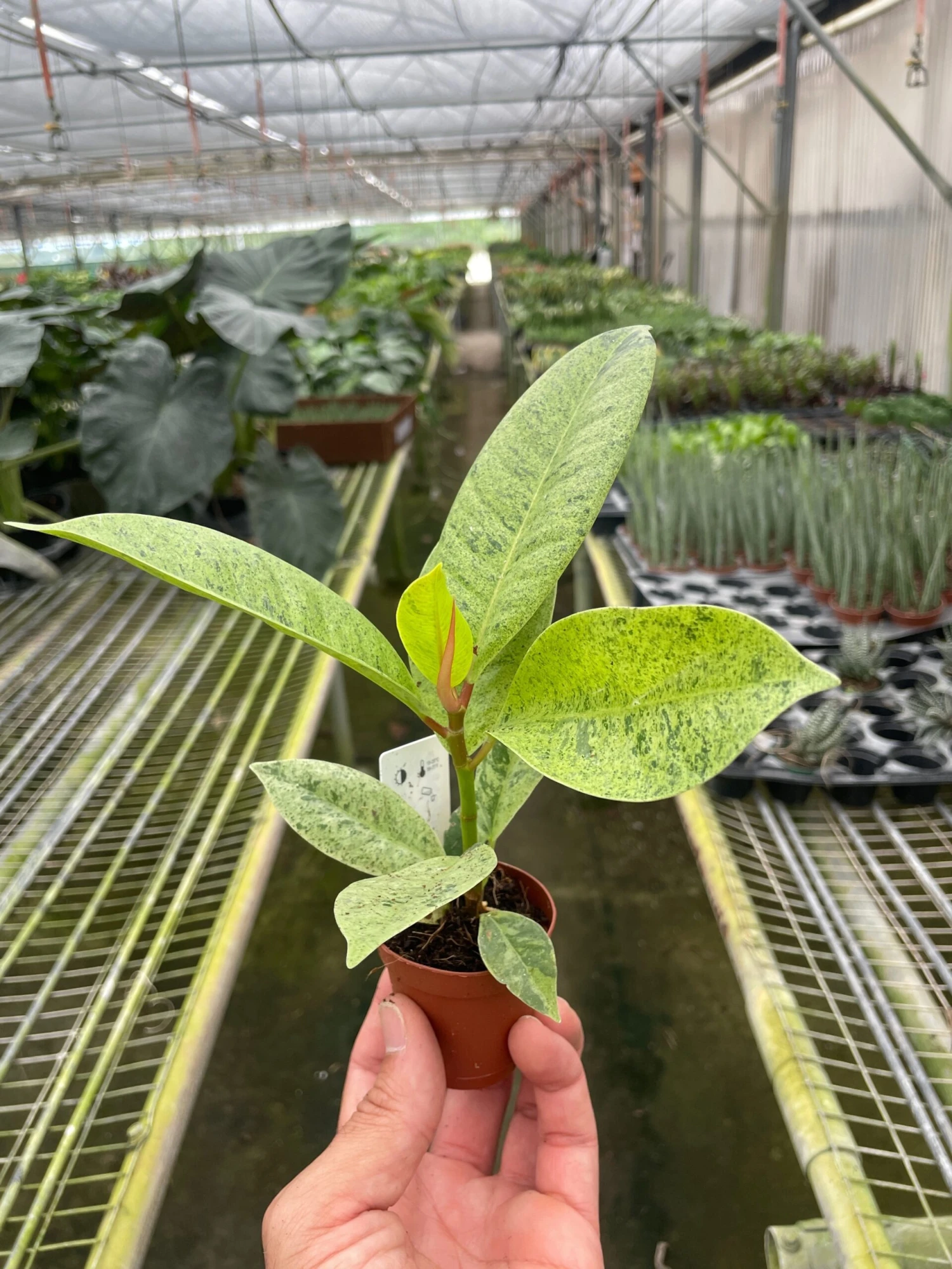 Ficus 'shivereana' (Moonshine) 2 Ficus 'shivereana' (Moonshine) - Image 2