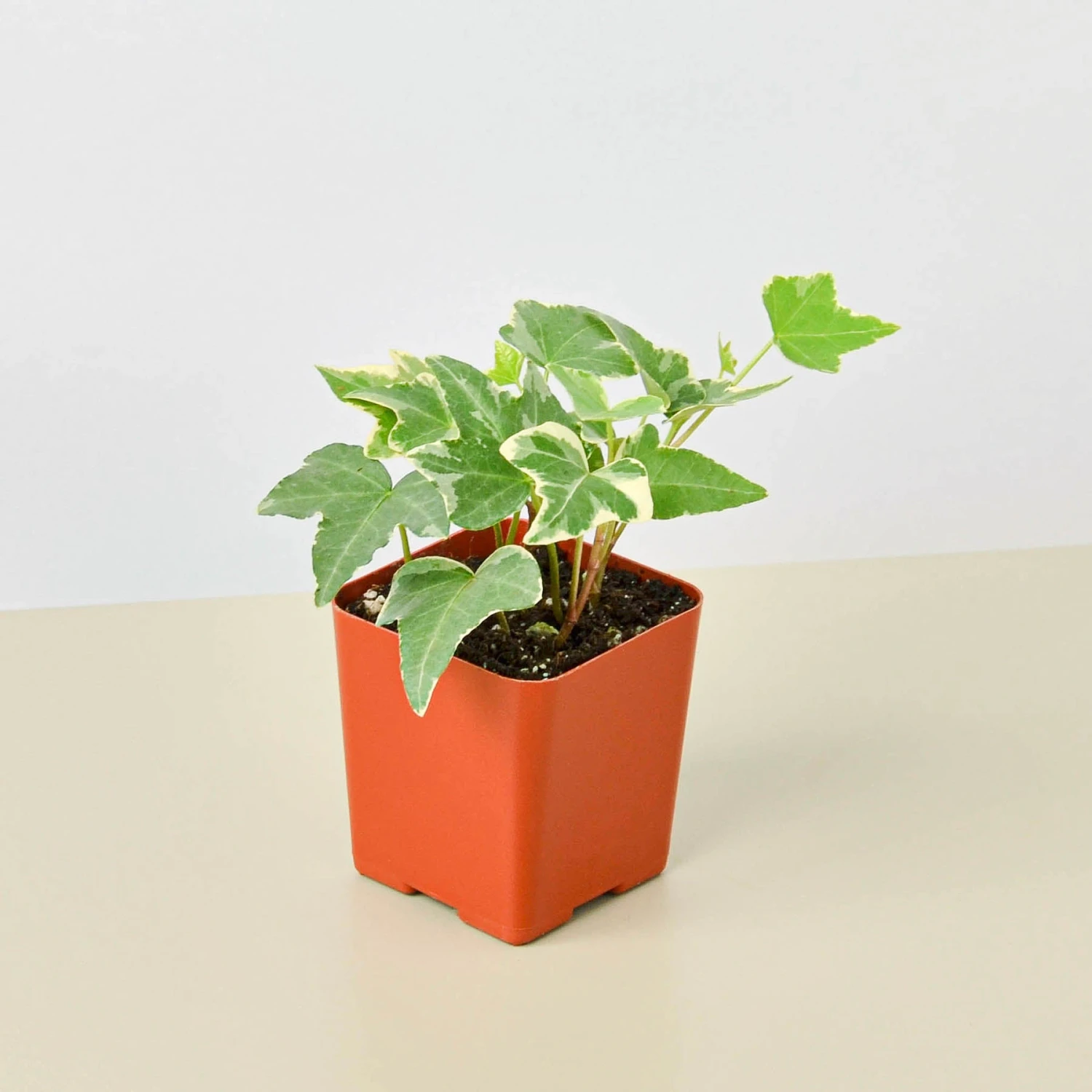 English Ivy 'Glacier' 13 English Ivy 'Glacier' - Image 13