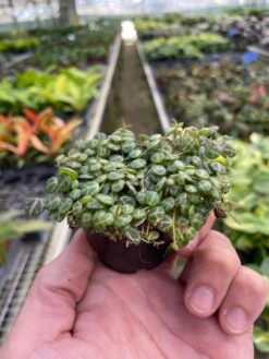 Peperomia Prostrata 'String Of Turtles' 7 Peperomia Prostrata 'String Of Turtles' -Plant house 2 PEPEROMIA STRING.OF .TURTLES TEMP 2.23.24