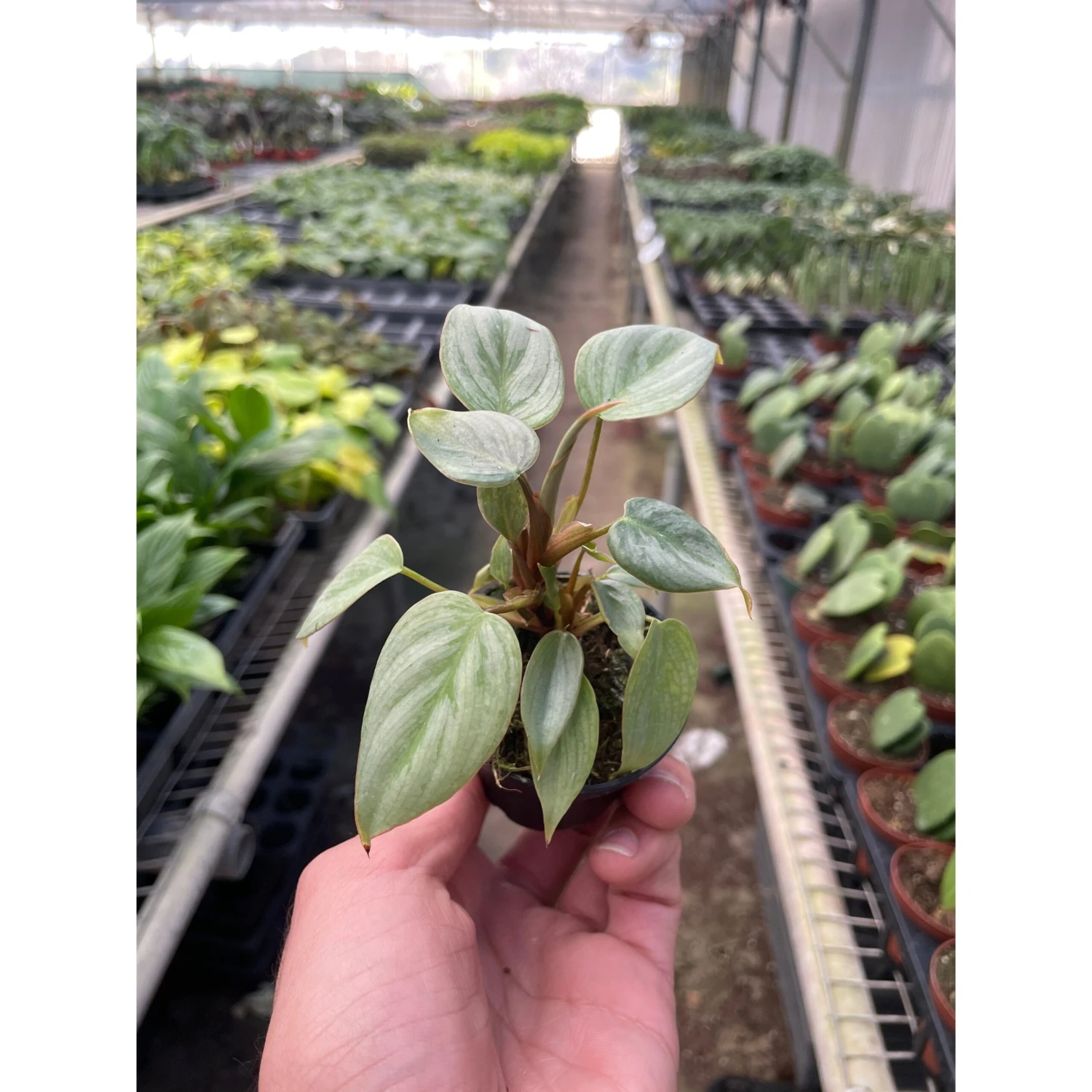 Philodendron 'Sodiroi' 3 Philodendron 'Sodiroi' - Image 3