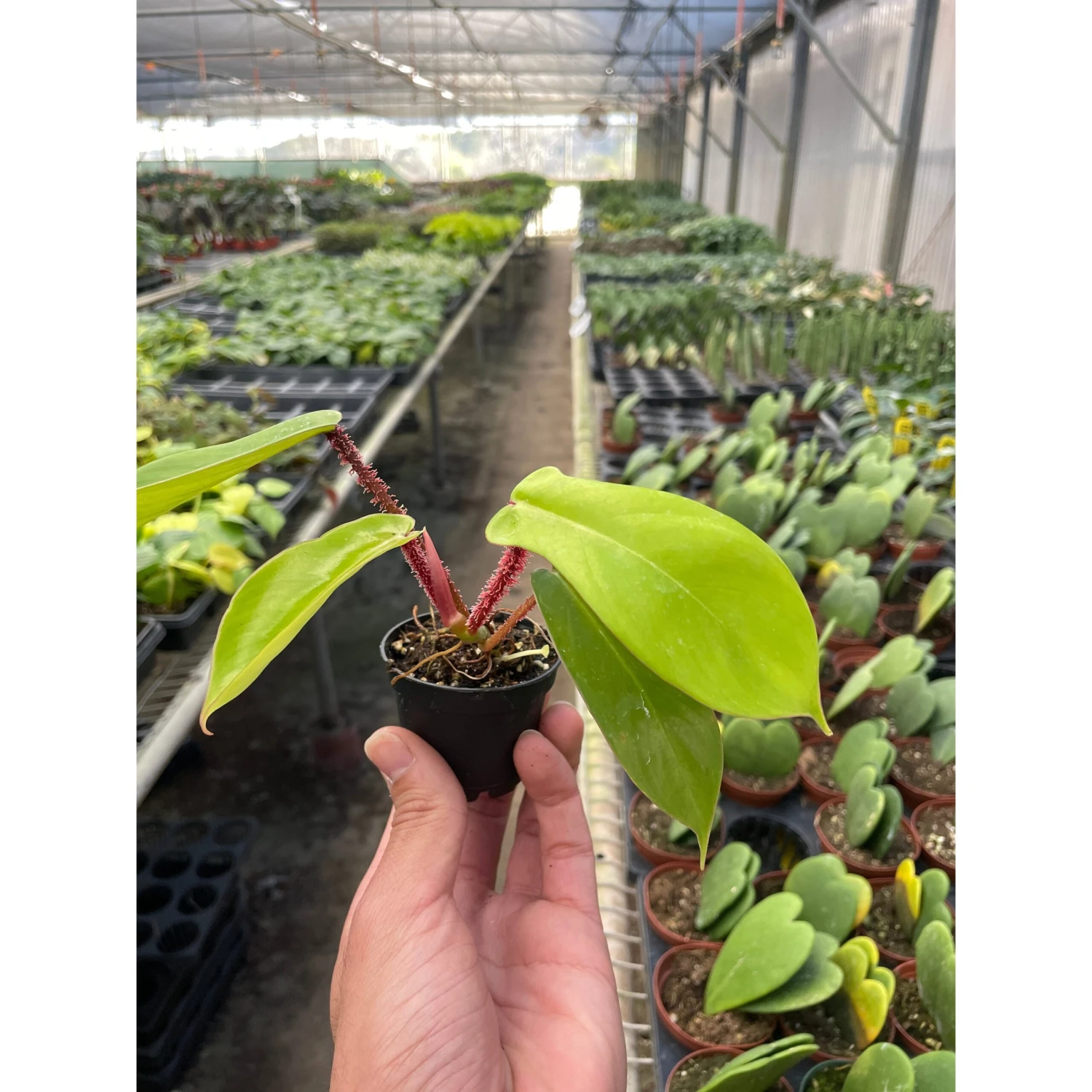 Philodendron 'Squamiferum' 1 Philodendron 'Squamiferum'