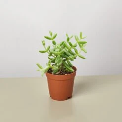 Delosperma Echinatum 'Pickle Plant'