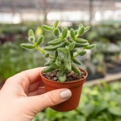 Delosperma Echinatum 'Pickle Plant' 7 Delosperma Echinatum 'Pickle Plant' -Plant house 2 SUCCULENT PICKLE.PLANT 4