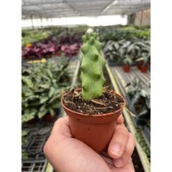 Boobie Cactus -Plant house 2 SUCC CACTUS BOOBIE TEMP 1.17.24