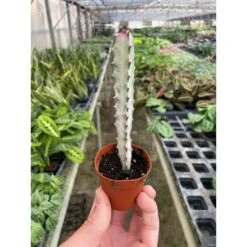 4" Succulent Euphorbia 'Dragon Bone' -Plant house 2 SUCC EUPHORBIA DRAGON.BONE TEMP 2.1.24