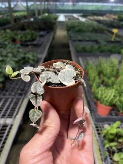 String Of Hearts Variegated -Plant house 2 SUCC SENECIO STRING.OF .HEARTS TEMP 3.28.24