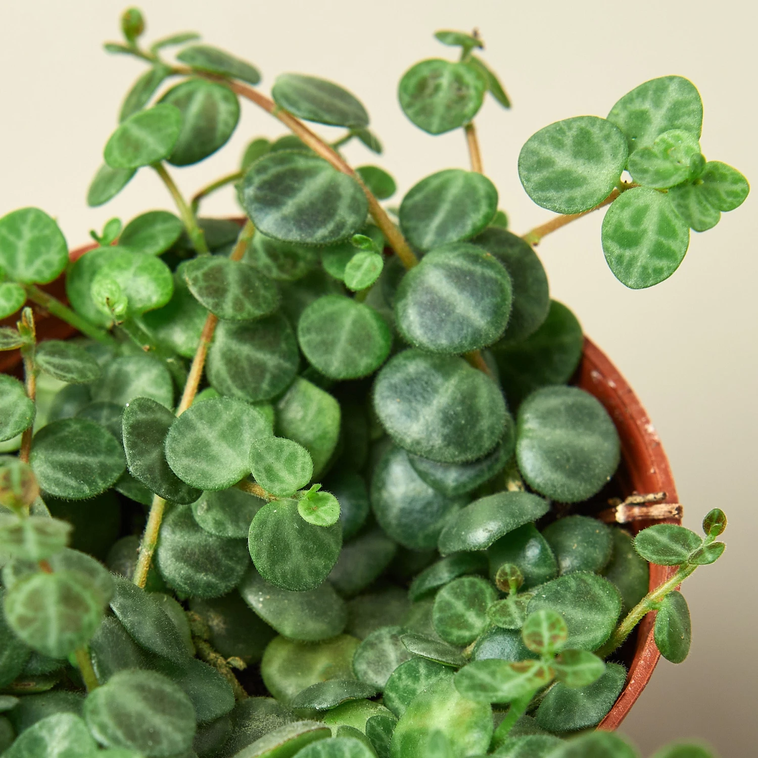 Peperomia Prostrata 'String Of Turtles' 2 Peperomia Prostrata 'String Of Turtles' - Image 2