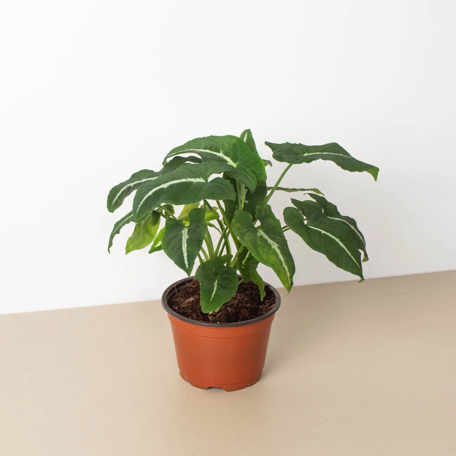 Syngonium Wendlandii 'Black Velvet' 1 Syngonium Wendlandii 'Black Velvet'