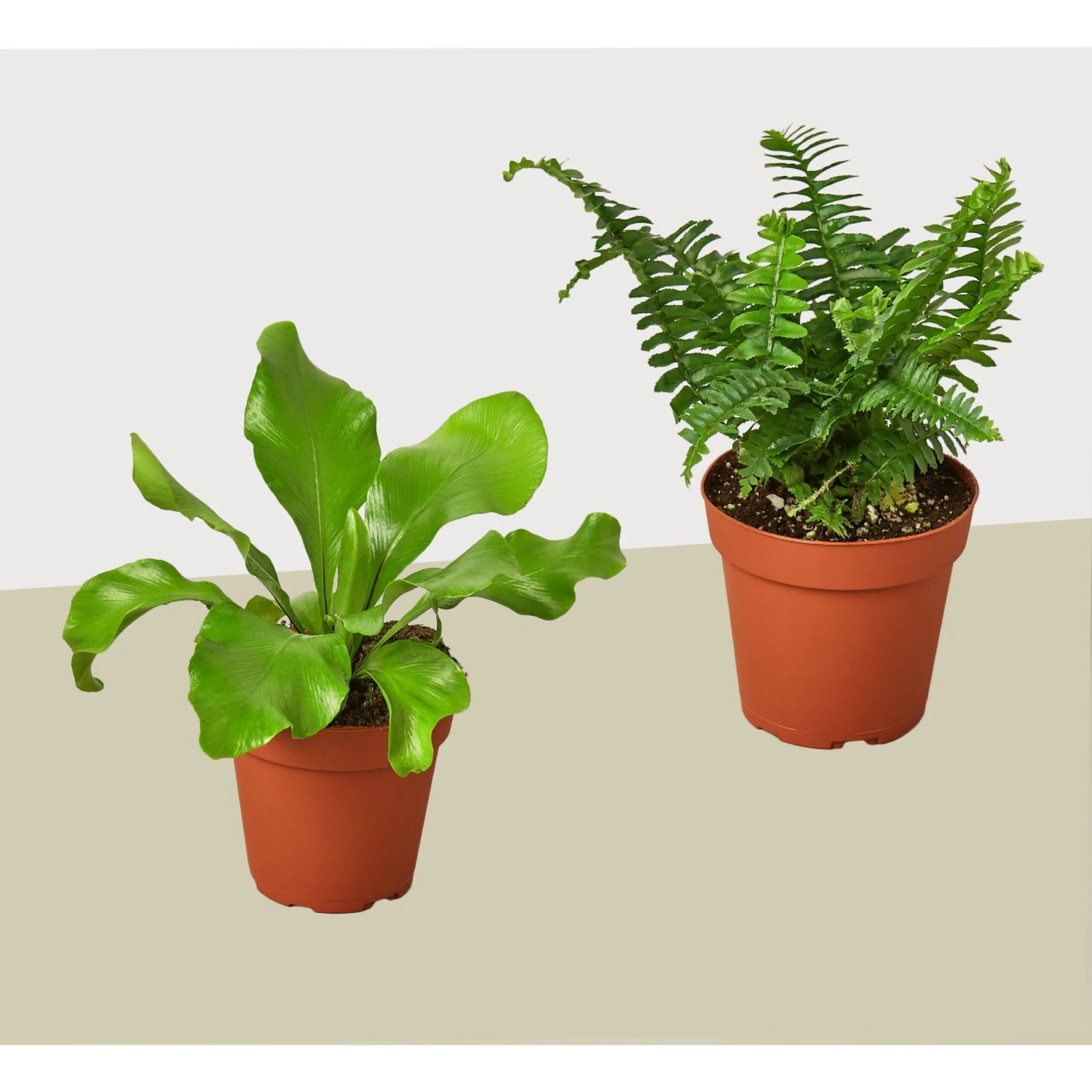 2 Fern Variety Pack - Live Plants - FREE Care Guide - 4" Pot - House Plant 1 2 Fern Variety Pack - Live Plants - FREE Care Guide - 4" Pot - House Plant