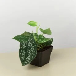 Pothos 'Satin' 17 Pothos 'Satin' -Plant house 3 POTHOS SATIN 1