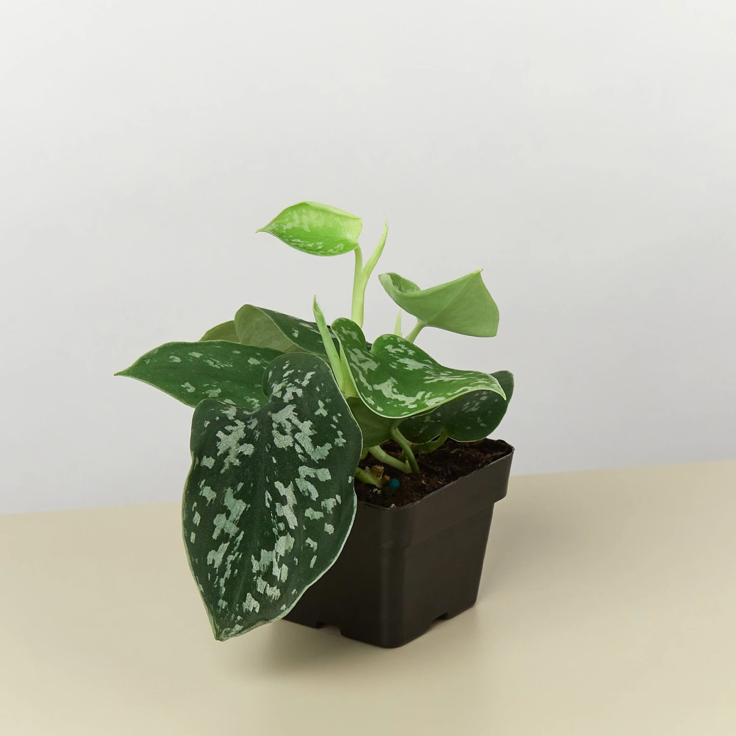 Pothos 'Satin' 6 Pothos 'Satin' - Image 6