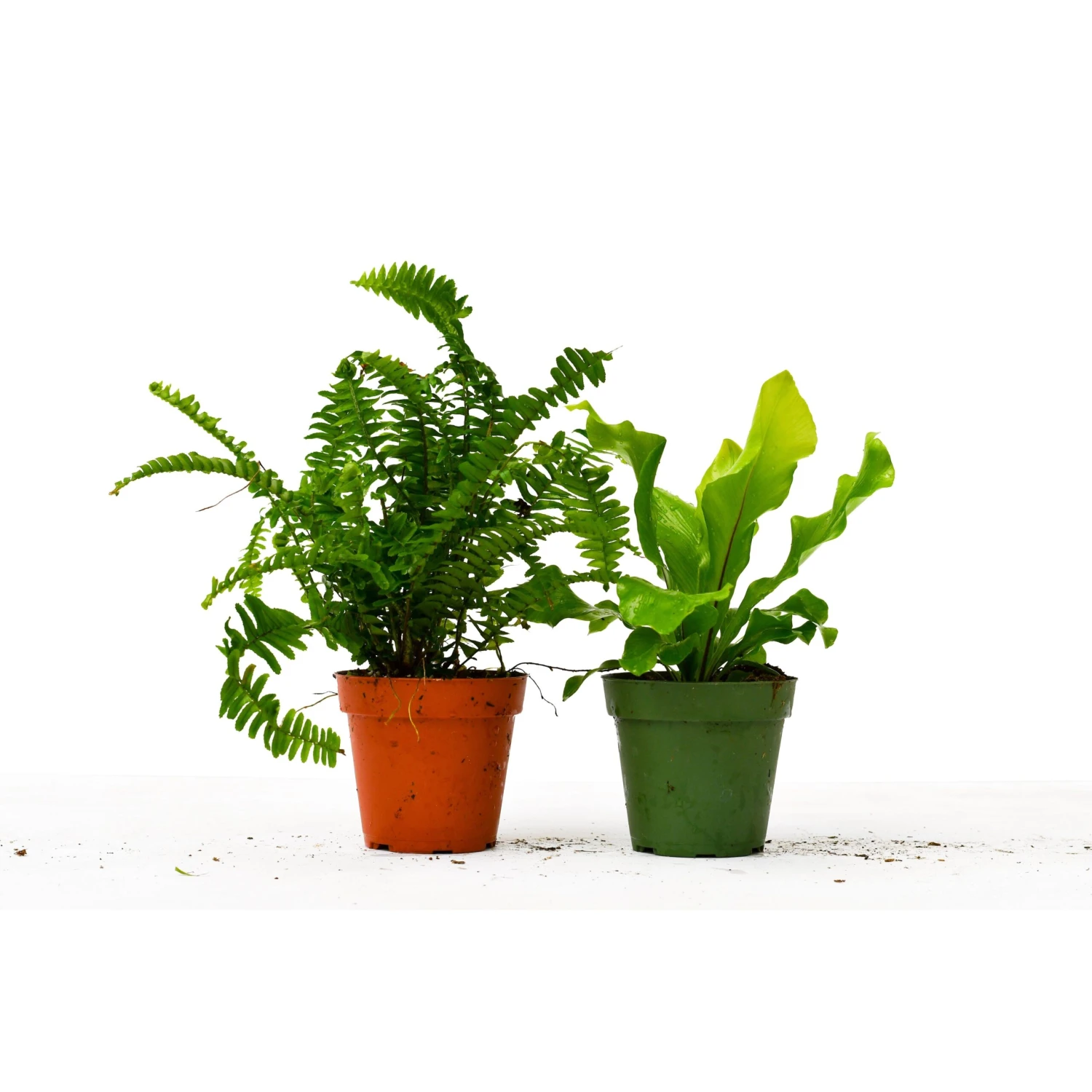 2 Fern Variety Pack - Live Plants - FREE Care Guide - 4" Pot - House Plant 2 2 Fern Variety Pack - Live Plants - FREE Care Guide - 4" Pot - House Plant - Image 2