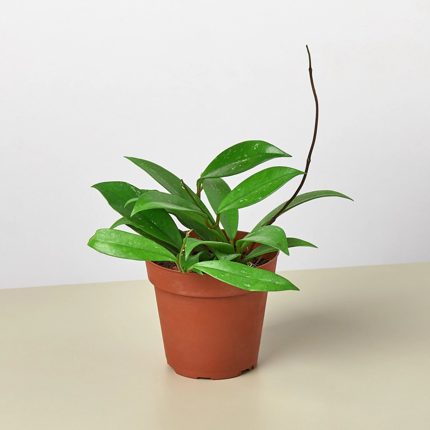 Hoya 'Publicalyx' 1 Hoya 'Publicalyx'