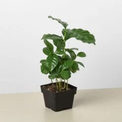 Arabica Coffee -Plant house 3 Arabica Coffee 1