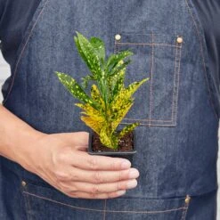 Croton 'Gold Dust' 7 Croton 'Gold Dust' -Plant house 3 CROTON GOLDDUST 3