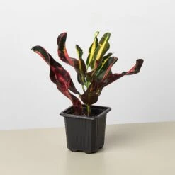 Croton Mammy -Plant house 3 Croton Mammy 1