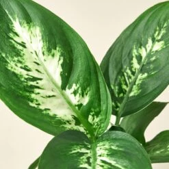 Dieffenbachia Camille 21 Dieffenbachia Camille -Plant house 3 DIEFFENBACHIA CAMILLE 2