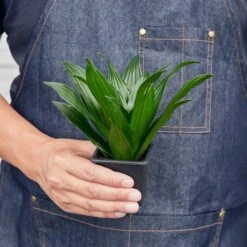 Dracaena 'Janet Craig' -Plant house 3 DRACAENA JANETCRAIG 3