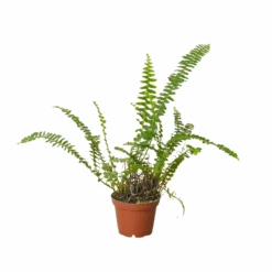 Jester's Crown Fern 24 Jester's Crown Fern -Plant house 3 FERN JESTER.CROWN 1 91117a06 eeeb 4ddf 9c86 755cf231637b