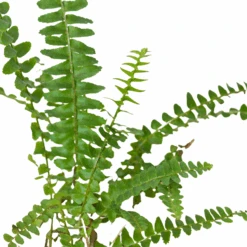 Jester's Crown Fern 25 Jester's Crown Fern -Plant house 3 FERN JESTER.CROWN 2 3962e068 afd3 4f36 acc5 a57274cefe4b