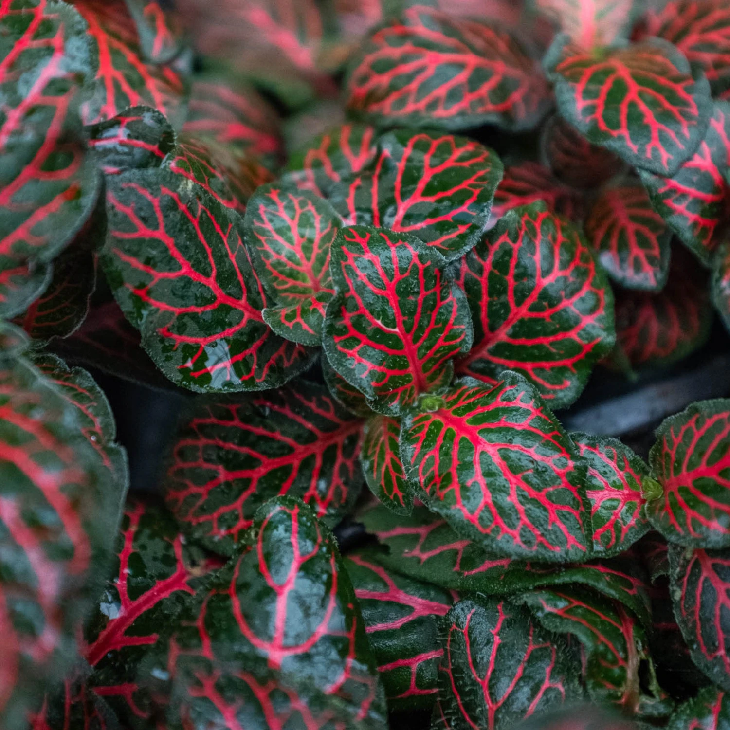 Fittonia 'Red' 2 Fittonia 'Red' - Image 2