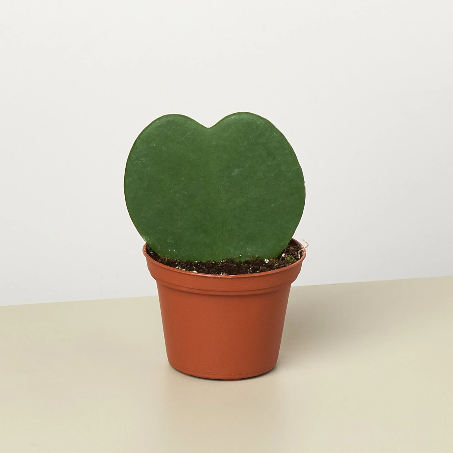 Hoya 'Sweetheart' 7 Hoya 'Sweetheart' - Image 7