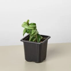 Hoya Rope Plant 14 Hoya Rope Plant -Plant house 3 HOYA ROPE 1