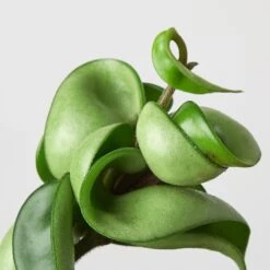 Hoya Rope Plant 15 Hoya Rope Plant -Plant house 3 HOYA ROPE 2