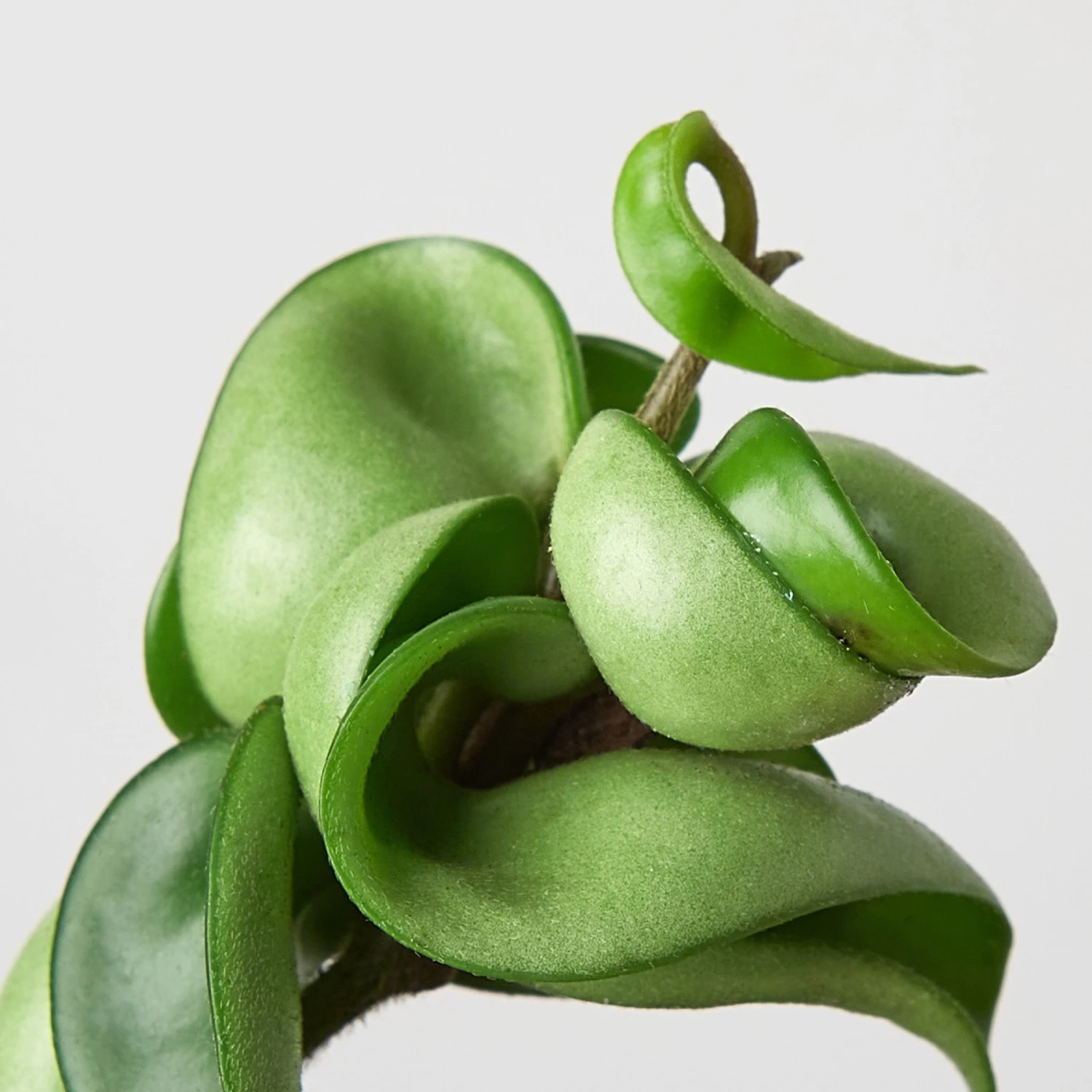 Hoya Rope Plant 7 Hoya Rope Plant - Image 7