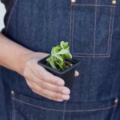 Hoya Rope Plant 16 Hoya Rope Plant -Plant house 3 HOYA ROPE 3