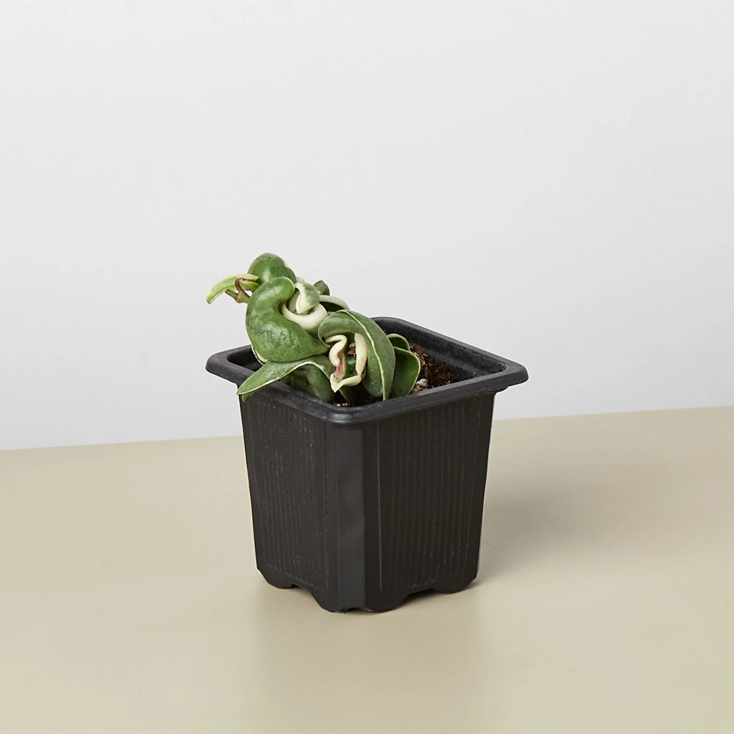 Hoya 'Rope Plant' Variegated 3 Hoya 'Rope Plant' Variegated - Image 3