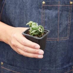 Hoya 'Rope Plant' Variegated 11 Hoya 'Rope Plant' Variegated -Plant house 3 HOYA ROPEVARIEGATED 3