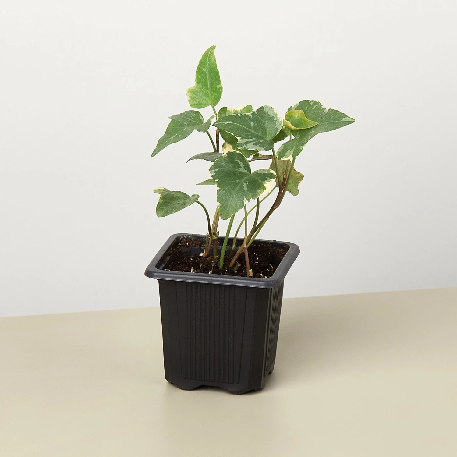 English Ivy 'Glacier' 11 English Ivy 'Glacier' - Image 11