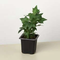 English Ivy 'Green California' 15 English Ivy 'Green California' -Plant house 3 IVY GREEN 1