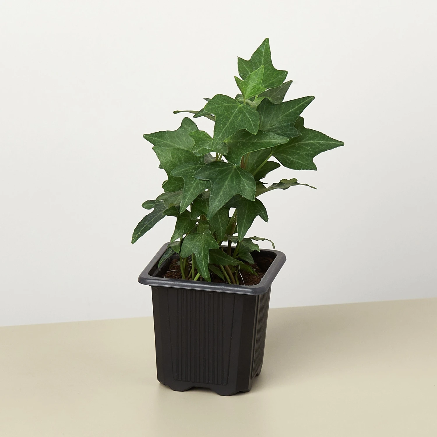 English Ivy 'Green California' 8 English Ivy 'Green California' - Image 8