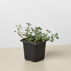 Nettle 'Silver Sparkle' 7 Nettle 'Silver Sparkle' -Plant house 3 Nettle SilverSparkle 1