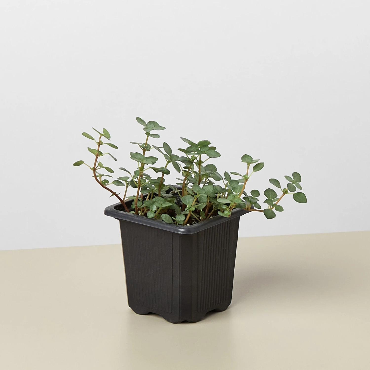 Nettle 'Silver Sparkle' 4 Nettle 'Silver Sparkle' - Image 4