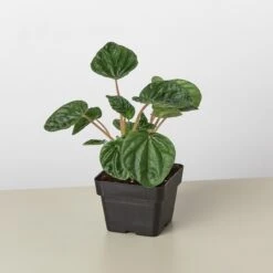 Peperomia 'Ripple' 6 Peperomia 'Ripple' -Plant house 3 PEPEROMIA CAPERATARIPPLE 1