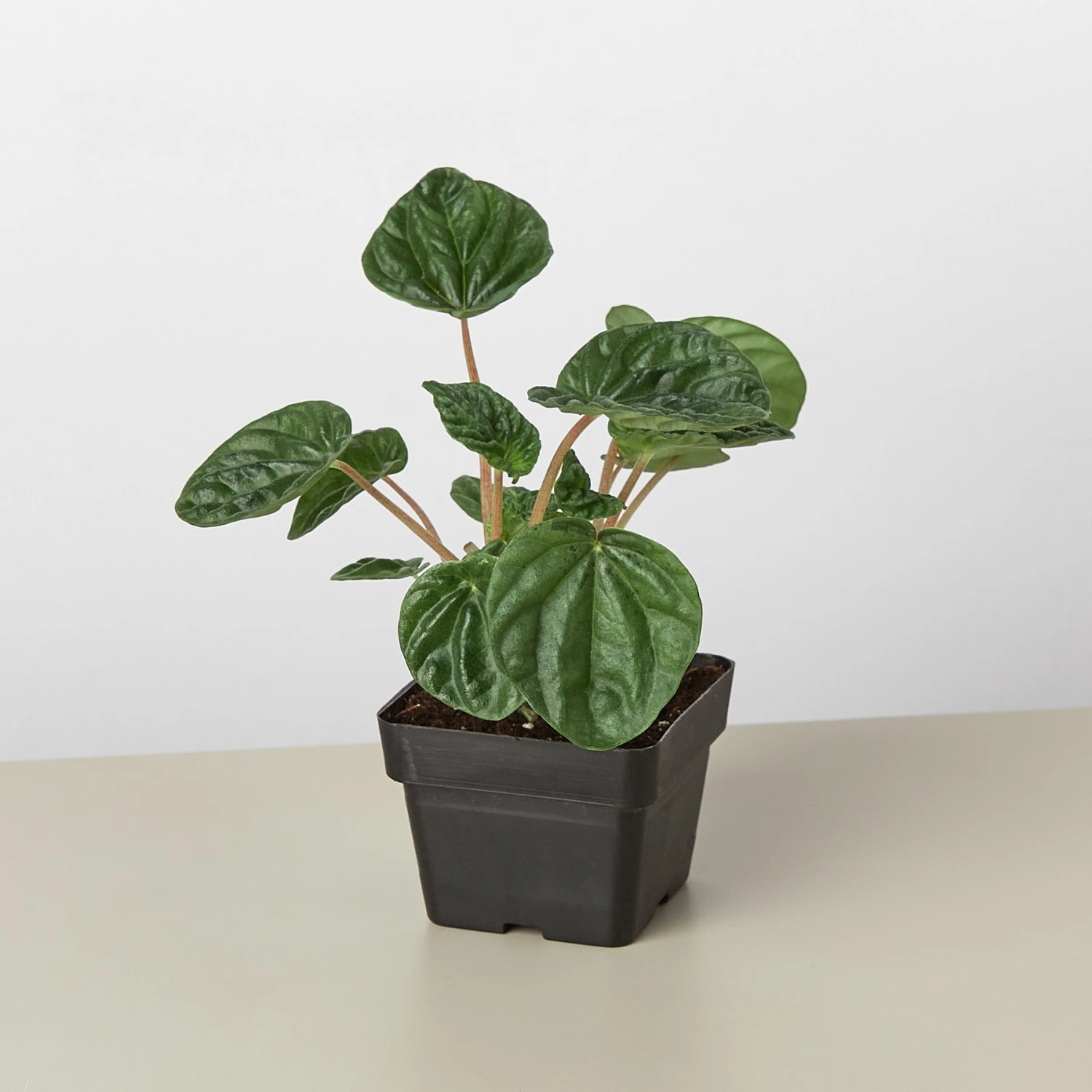 Peperomia 'Ripple' 3 Peperomia 'Ripple' - Image 3