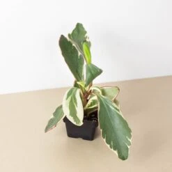 Peperomia 'Ginny' -Plant house 3 PEPEROMIA GINNY 1