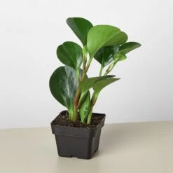 Peperomia Thailand 11 Peperomia Thailand -Plant house 3 PEPEROMIA THAILAND 1