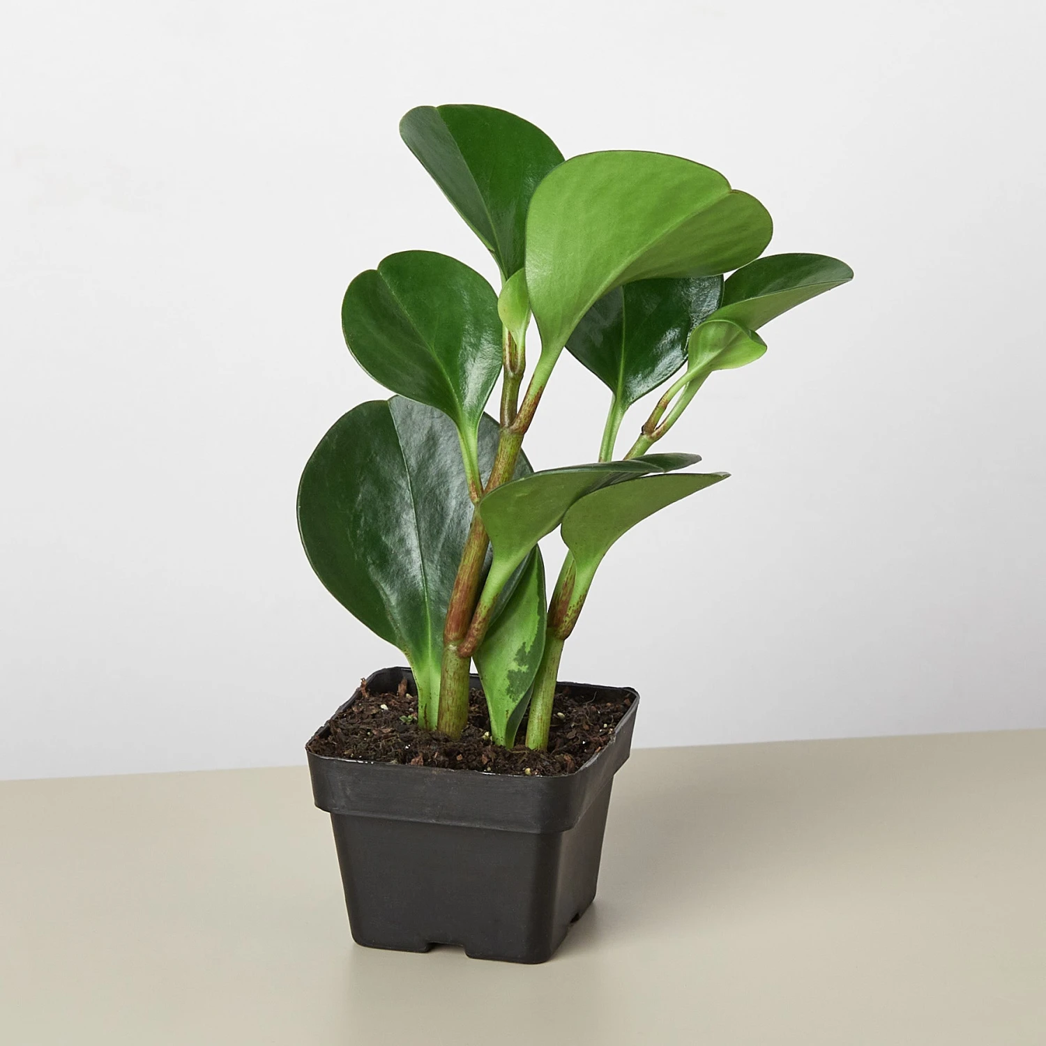 Peperomia Thailand 5 Peperomia Thailand - Image 5