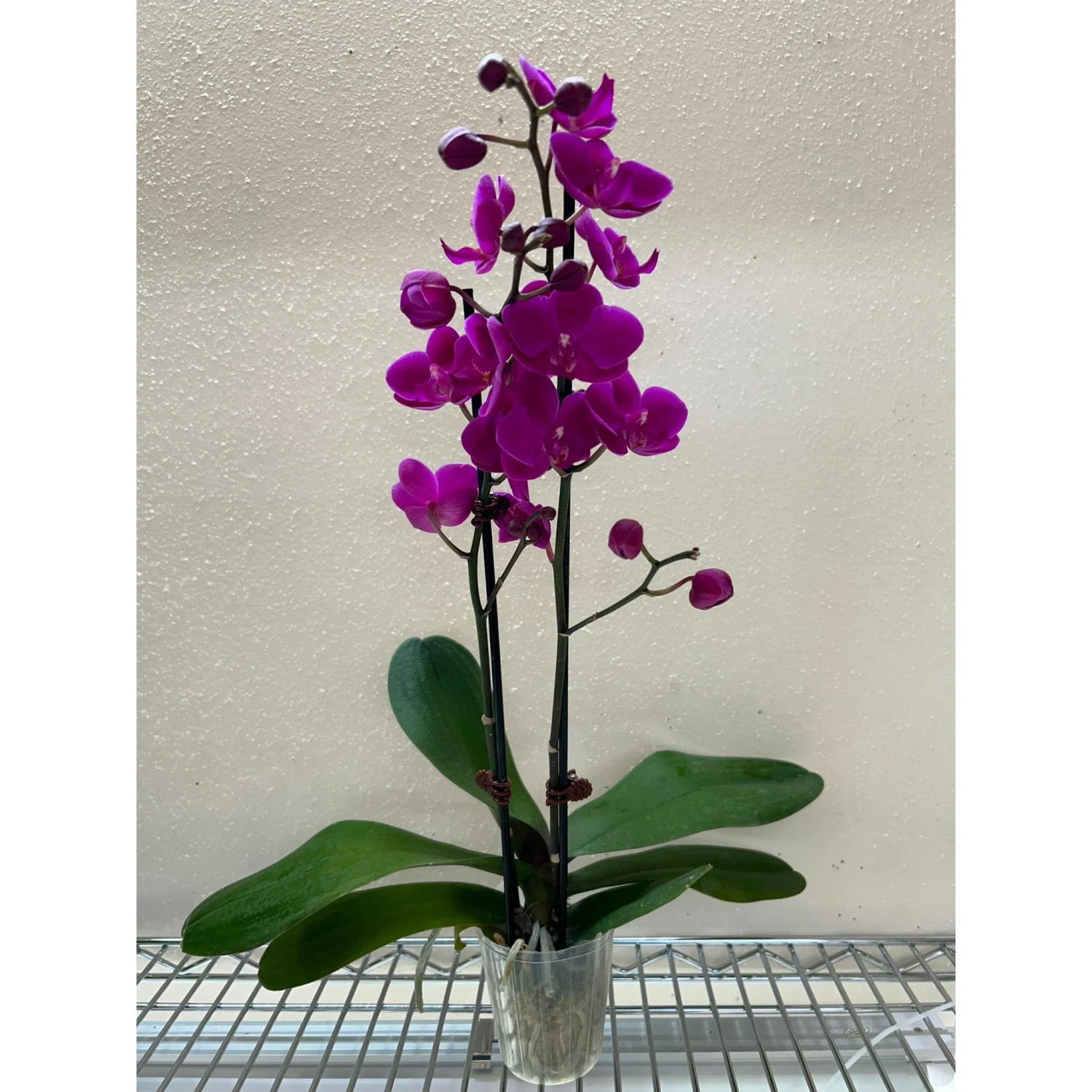 Orchid 'Purple Phalaenopsis' 1 Orchid 'Purple Phalaenopsis'