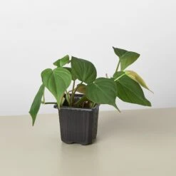Philodendron 'Velvet' -Plant house 3 PHILODENDRON VELVET 1