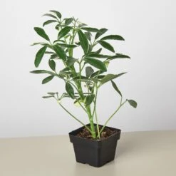 Schefflera 'Moonlight' 15 Schefflera 'Moonlight' -Plant house 3 SCHEFFLARA MOONDROP 1