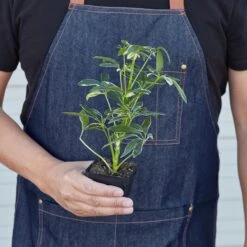 Schefflera 'Moonlight' 16 Schefflera 'Moonlight' -Plant house 3 SCHEFFLARA MOONDROP 3