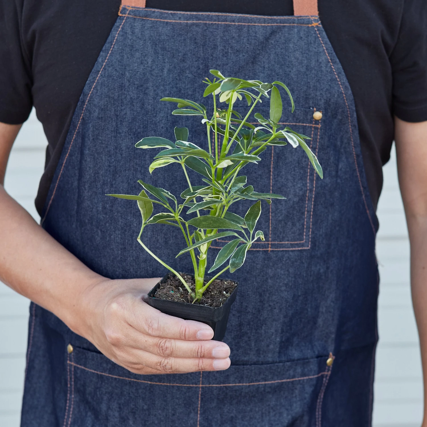 Schefflera 'Moonlight' 8 Schefflera 'Moonlight' - Image 8