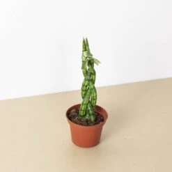 Snake Plant 'Braided' 16 Snake Plant 'Braided' -Plant house 3 SNAKE BRAID 1