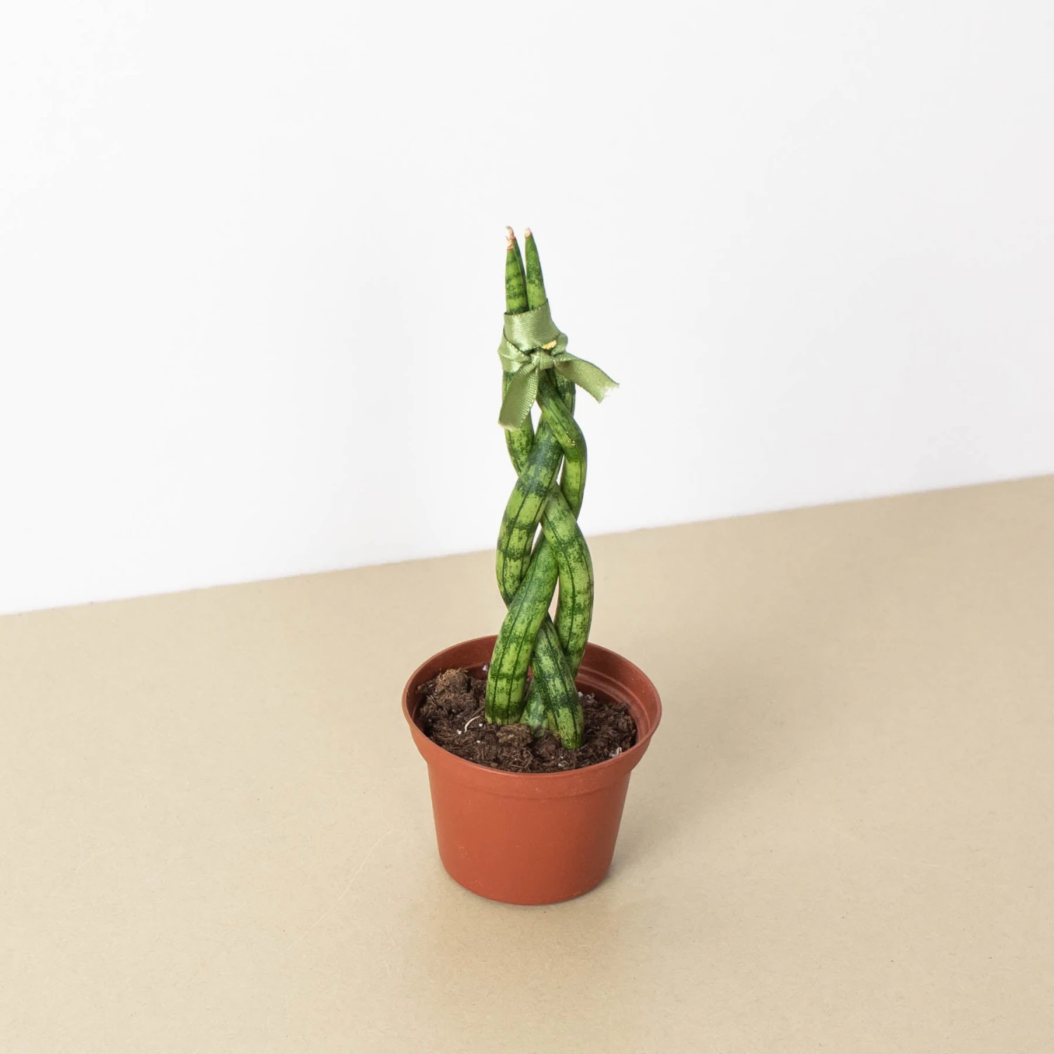 Front Page -Plant house 3 SNAKE BRAID 1